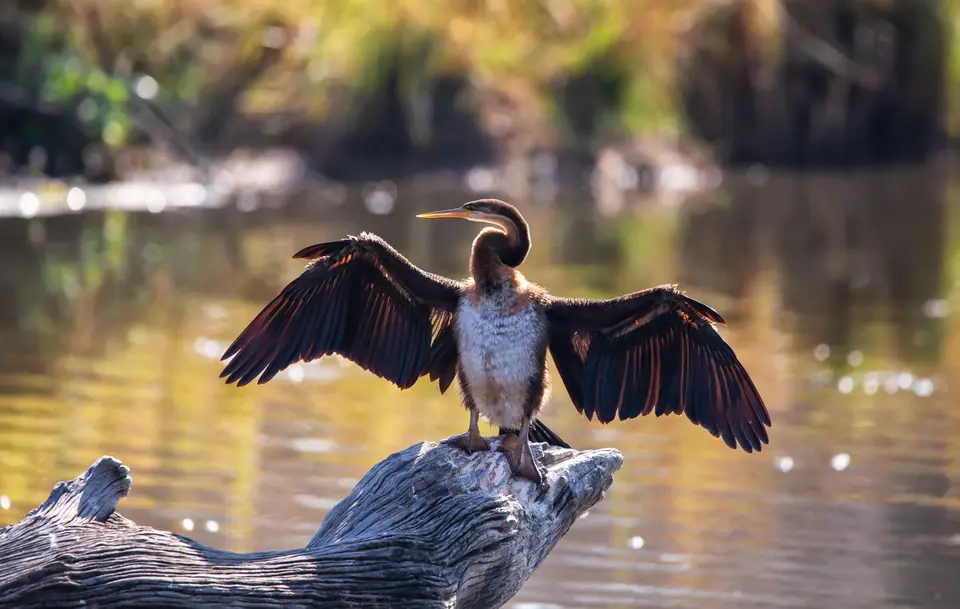 Südafrika_KrugerNP_1045.jpg