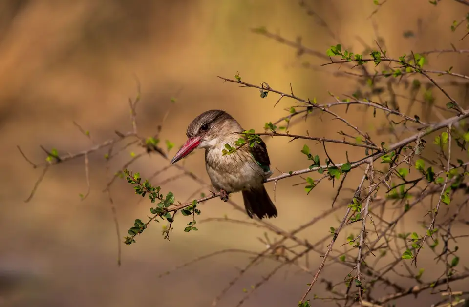 Südafrika_KrugerNP_1046.jpg