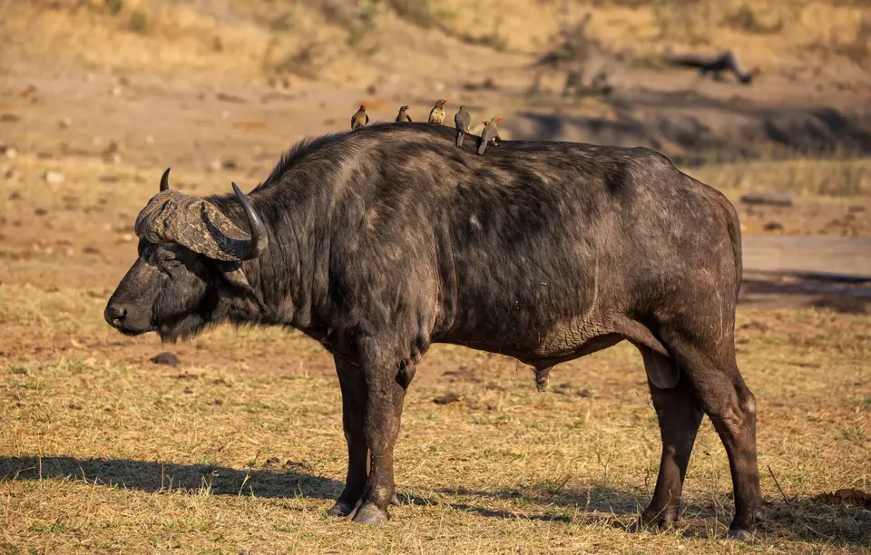 Südafrika_KrugerNP_1077.jpg