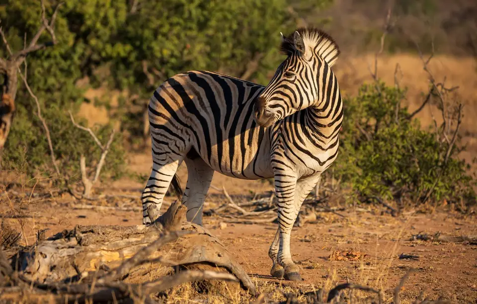 Südafrika_KrugerNP_1079.jpg