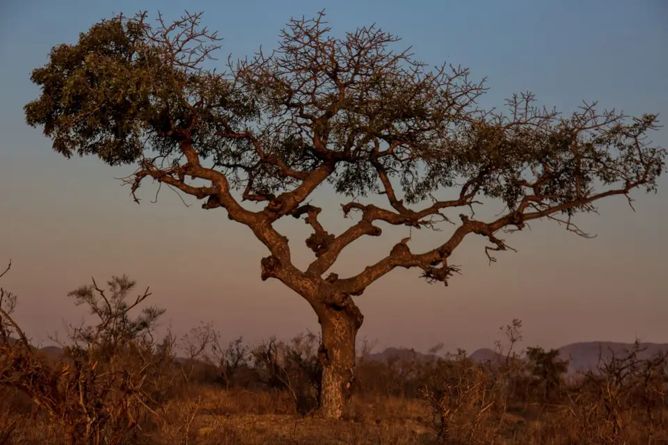 Südafrika_KrugerNP_1093.jpg