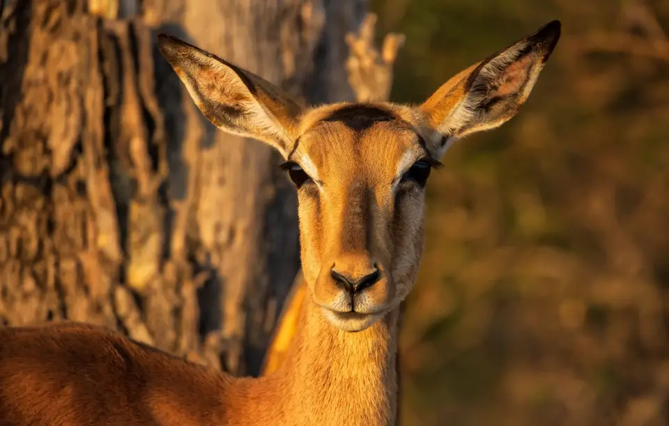 Südafrika_KrugerNP_1097.jpg