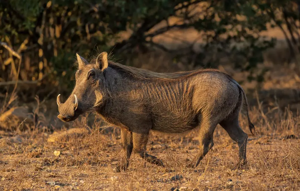 Südafrika_KrugerNP_1099.jpg