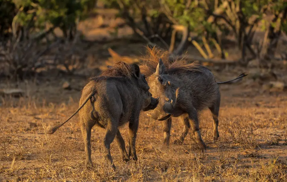 Südafrika_KrugerNP_1101.jpg