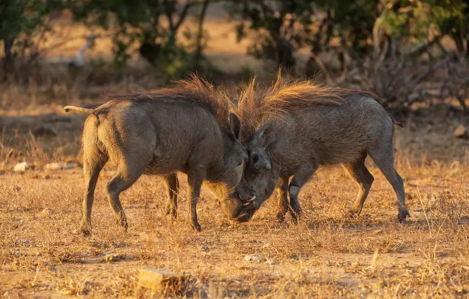 Südafrika_KrugerNP_1102.jpg