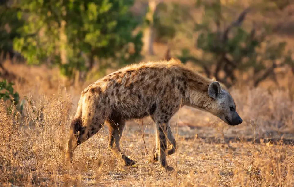 Südafrika_KrugerNP_1112.jpg