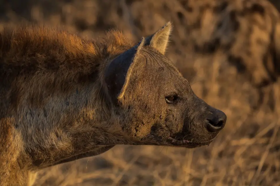Südafrika_KrugerNP_1114.jpg