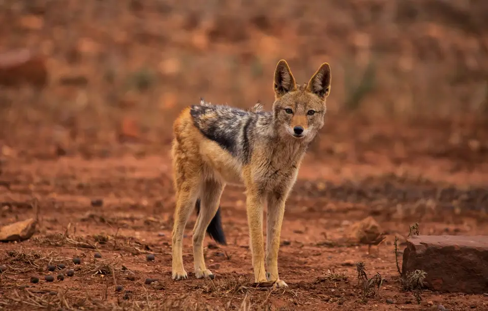 Südafrika_KrugerNP_1126.jpg