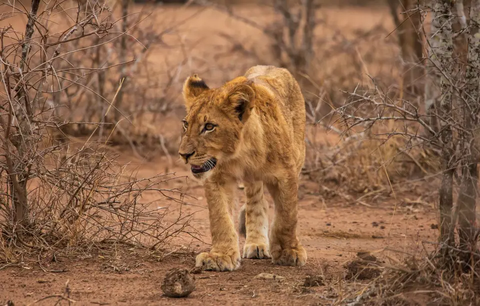 Südafrika_KrugerNP_1130.jpg