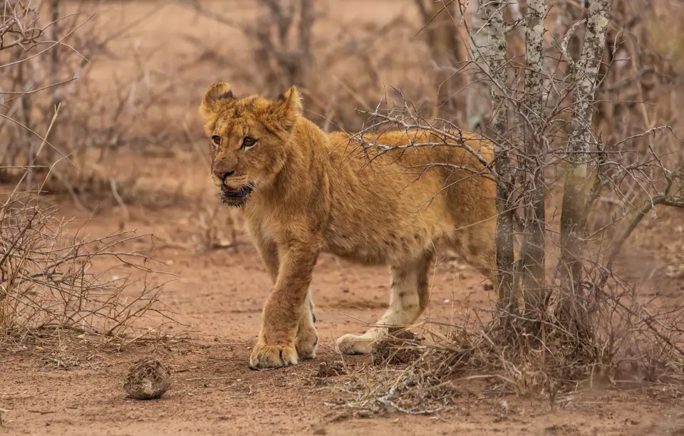 Südafrika_KrugerNP_1135.jpg