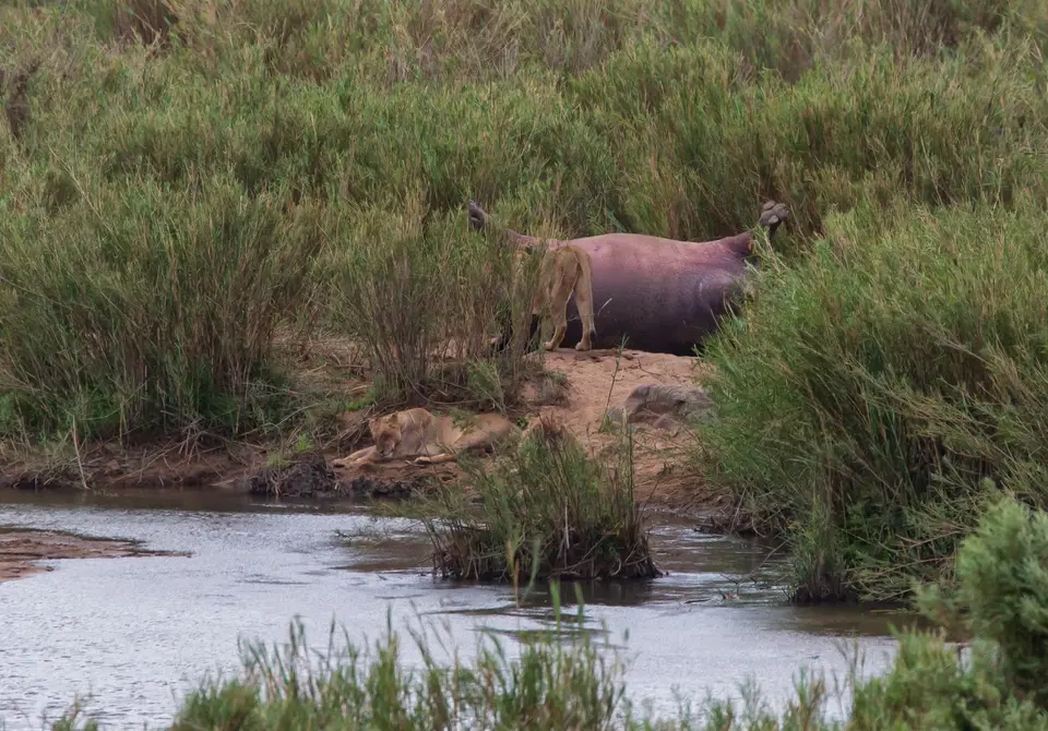 Südafrika_KrugerNP_1138.jpg