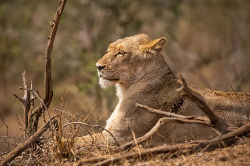 Südafrika_KrugerNP_1142.jpg