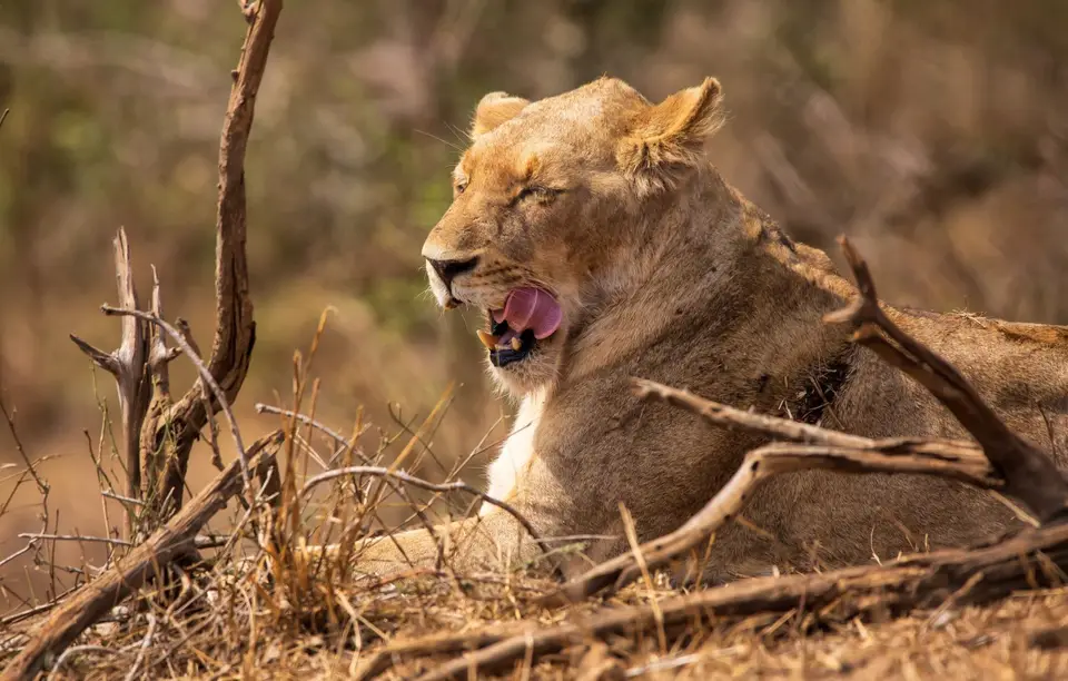 Südafrika_KrugerNP_1143-2.jpg