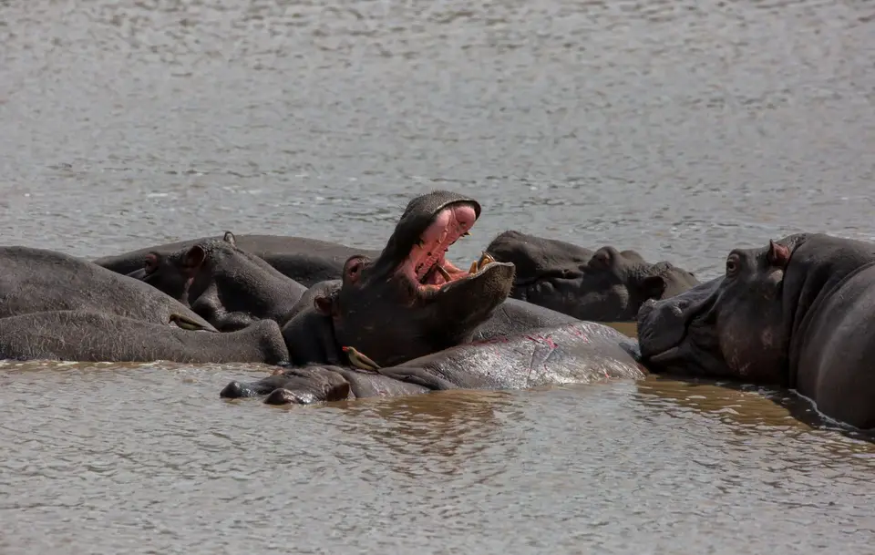 Südafrika_KrugerNP_1147.jpg