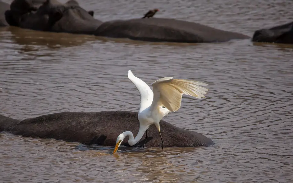 Südafrika_KrugerNP_1149.jpg