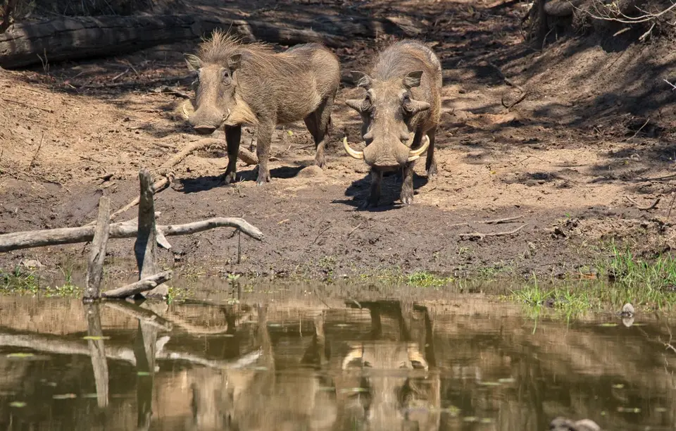 Südafrika_KrugerNP_115.jpg