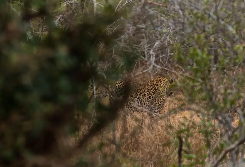 Südafrika_KrugerNP_1160.jpg