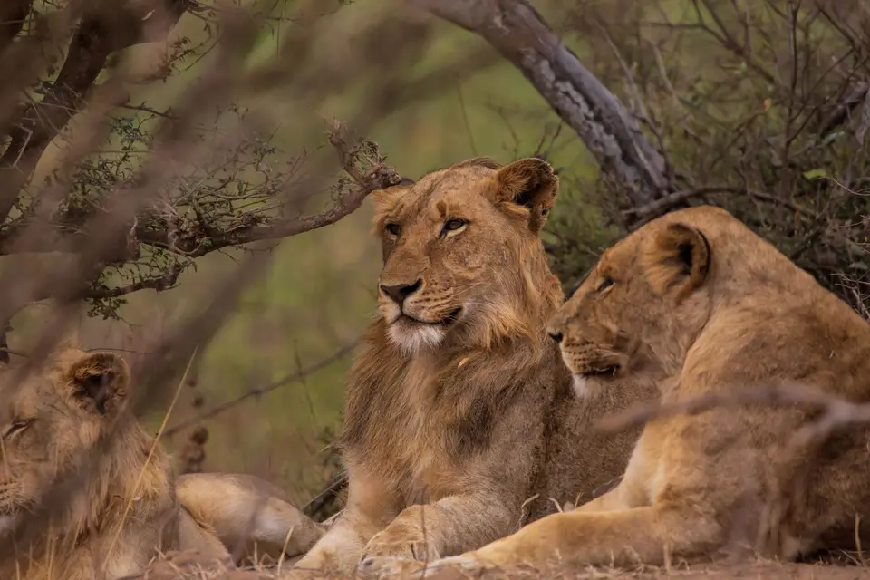 Südafrika_KrugerNP_1166.jpg