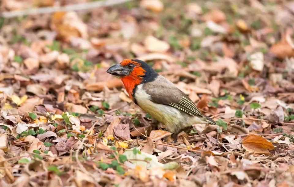 Südafrika_KrugerNP_1173.jpg