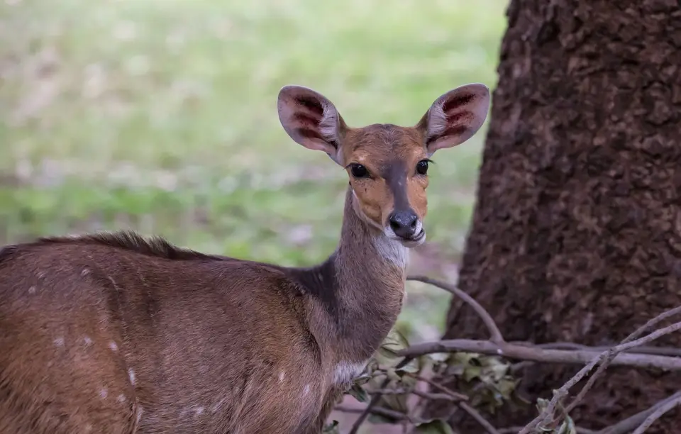 Südafrika_KrugerNP_1175.jpg