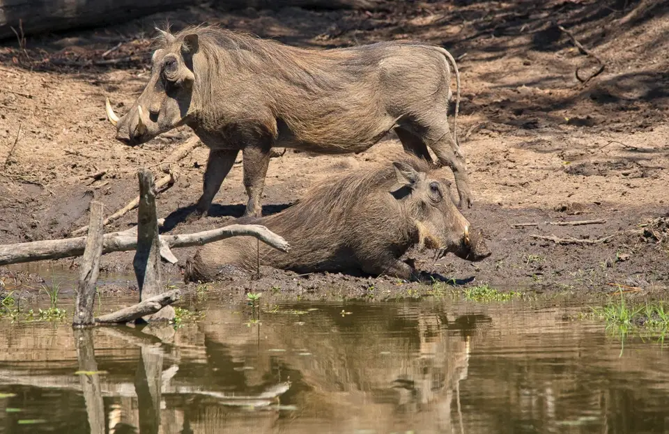Südafrika_KrugerNP_118.jpg