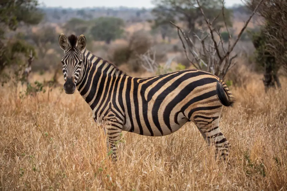 Südafrika_KrugerNP_1190.jpg
