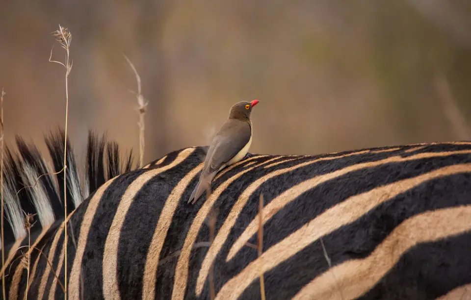 Südafrika_KrugerNP_1191.jpg