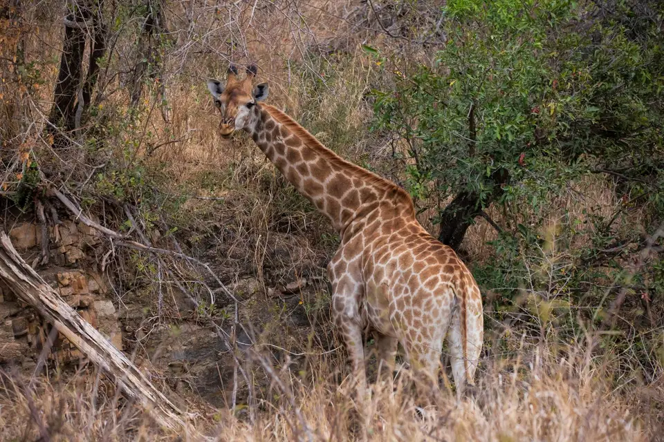 Südafrika_KrugerNP_1192.jpg