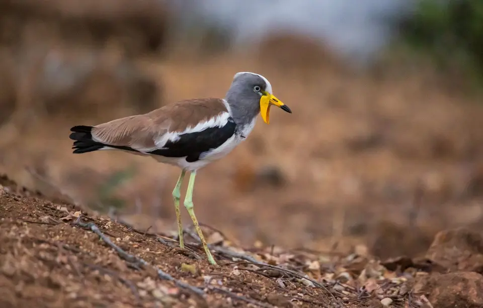 Südafrika_KrugerNP_1205.jpg