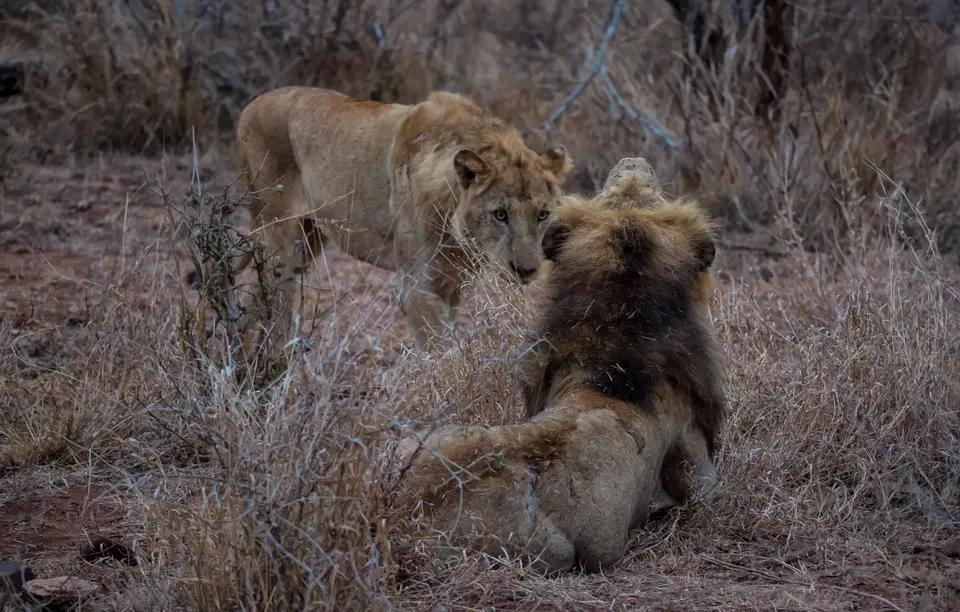 Südafrika_KrugerNP_1213.jpg