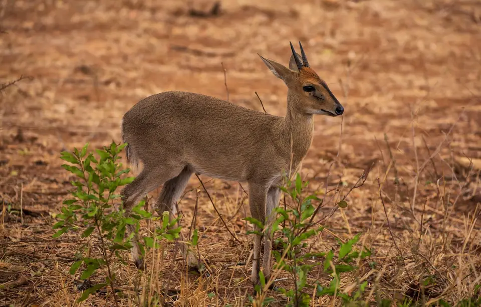 Südafrika_KrugerNP_1218.jpg