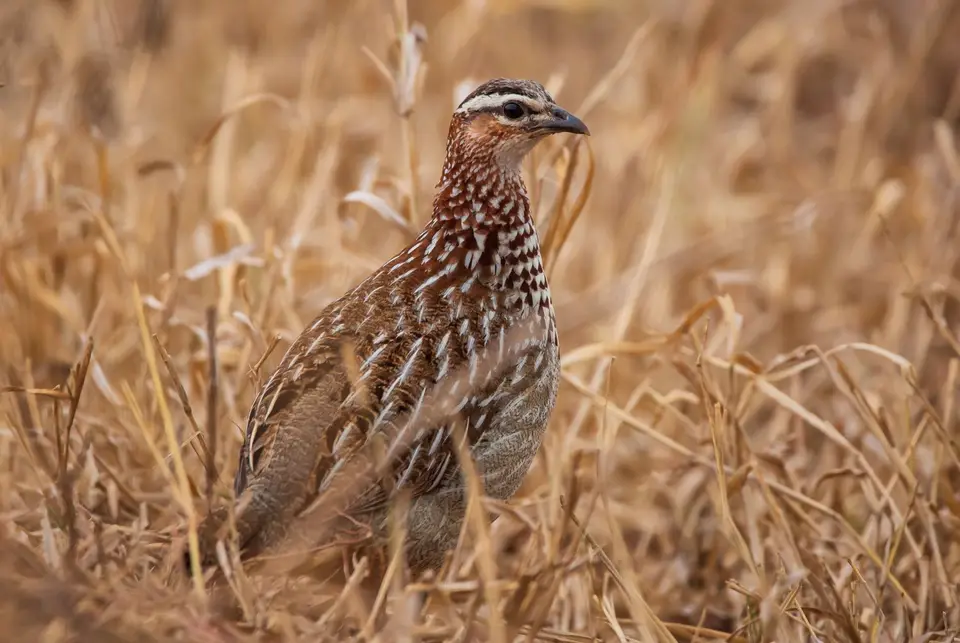 Südafrika_KrugerNP_1221.jpg