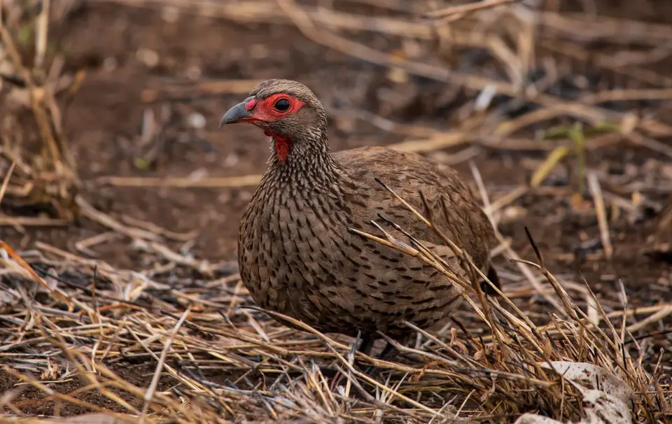 Südafrika_KrugerNP_1225.jpg
