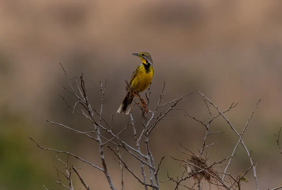Südafrika_KrugerNP_1226.jpg
