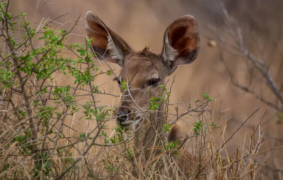 Südafrika_KrugerNP_1227.jpg