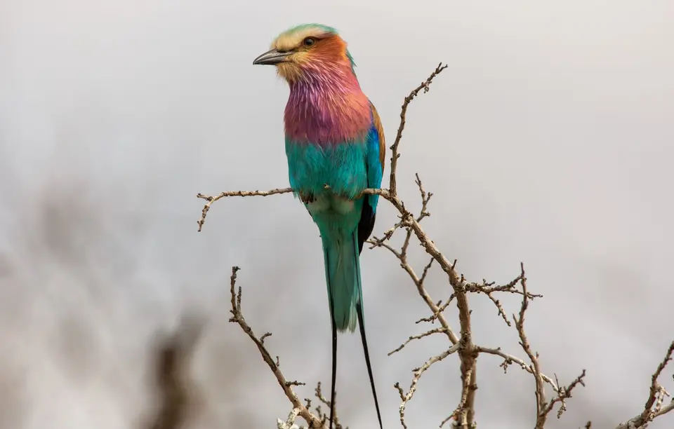 Südafrika_KrugerNP_1230.jpg