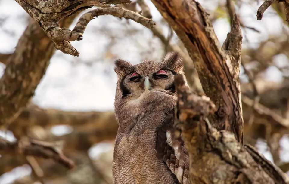 Südafrika_KrugerNP_1231.jpg