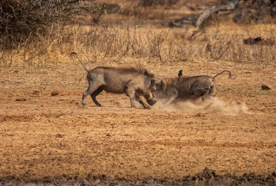 Südafrika_KrugerNP_1241.jpg