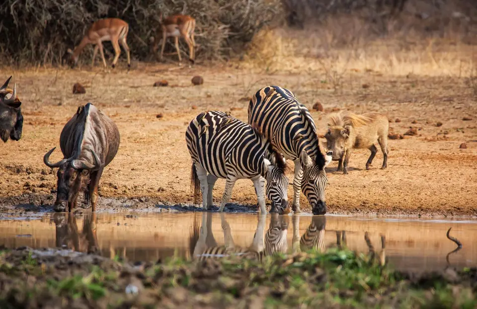 Südafrika_KrugerNP_1243.jpg