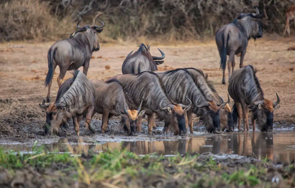 Südafrika_KrugerNP_1244.jpg