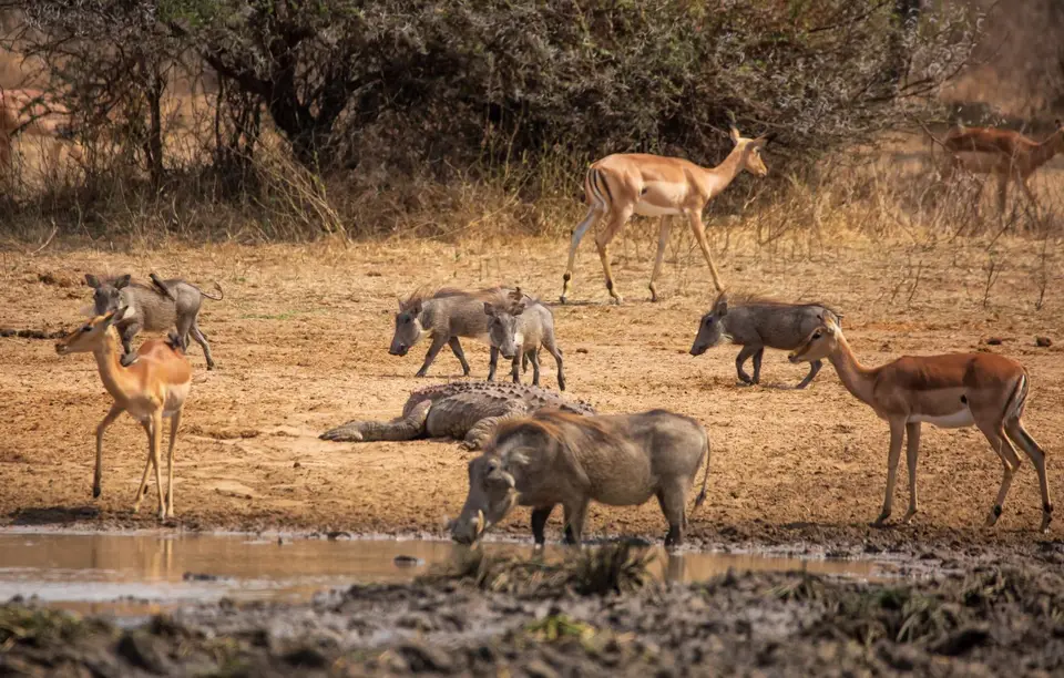 Südafrika_KrugerNP_1250.jpg