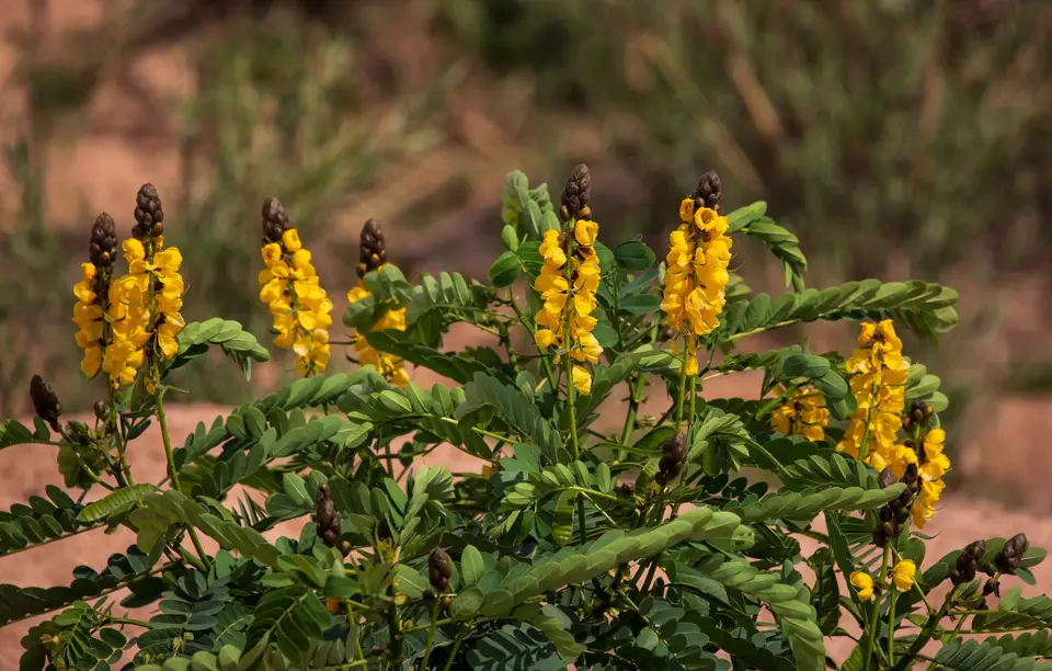Südafrika_KrugerNP_1264.jpg