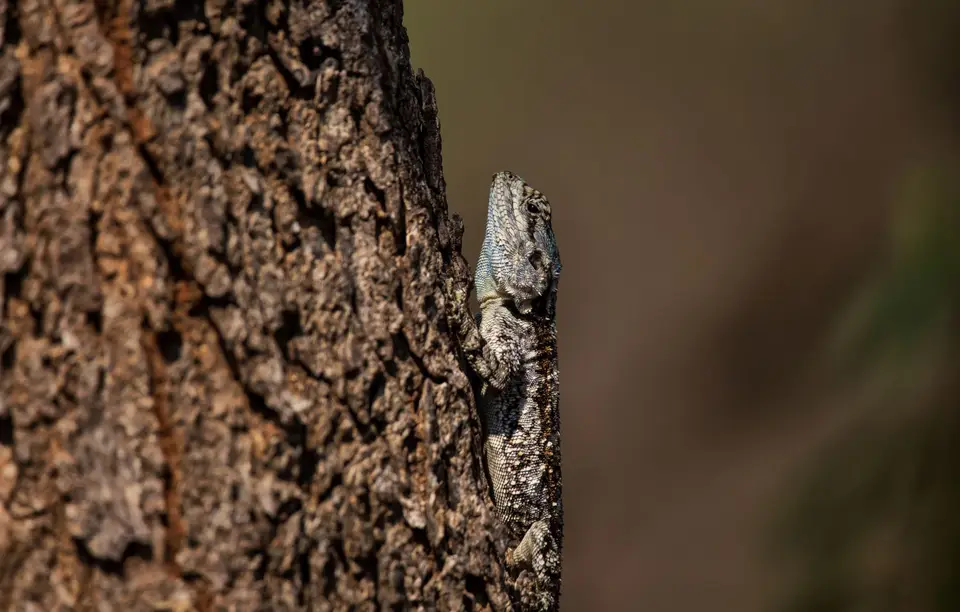 Südafrika_KrugerNP_1268.jpg