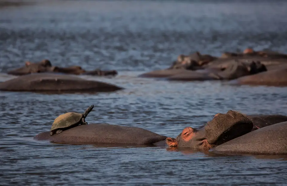 Südafrika_KrugerNP_1272.jpg