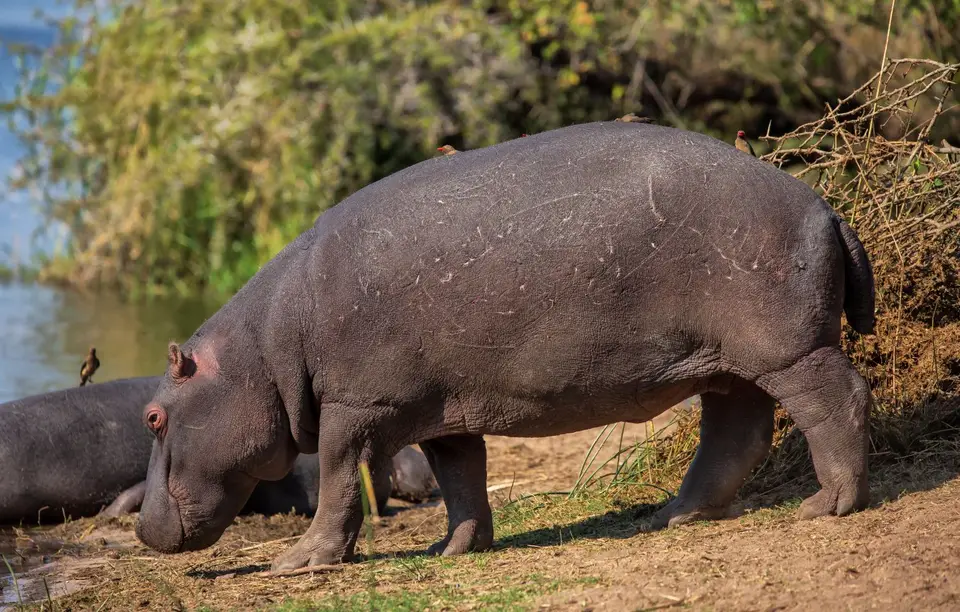 Südafrika_KrugerNP_1273.jpg