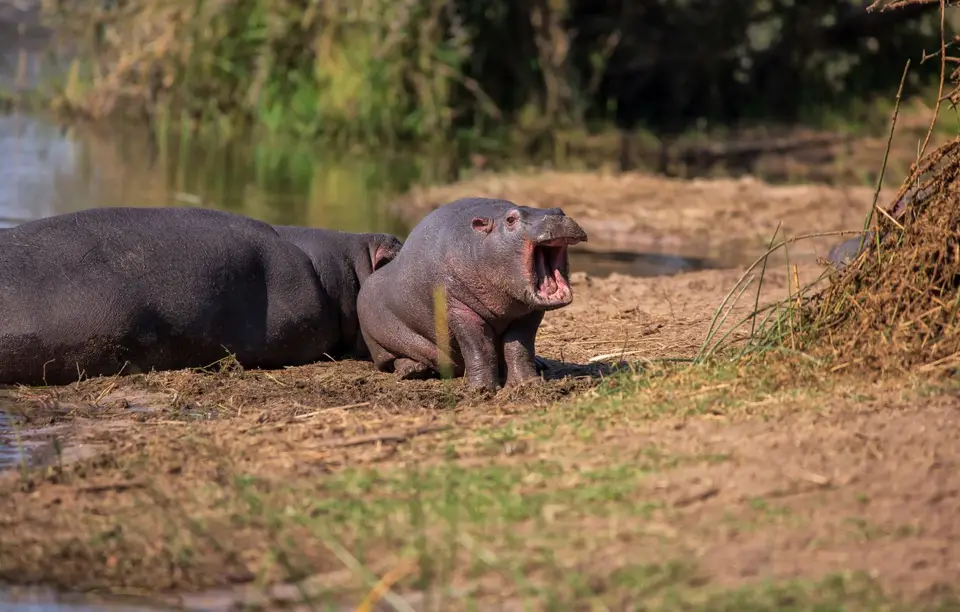 Südafrika_KrugerNP_1275.jpg