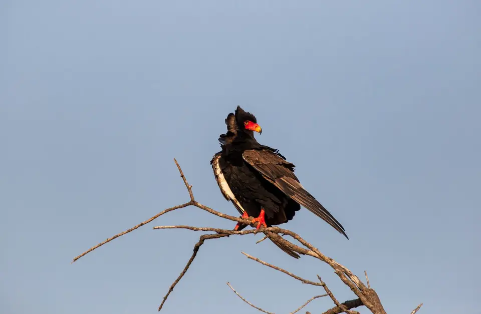 Südafrika_KrugerNP_1290.jpg