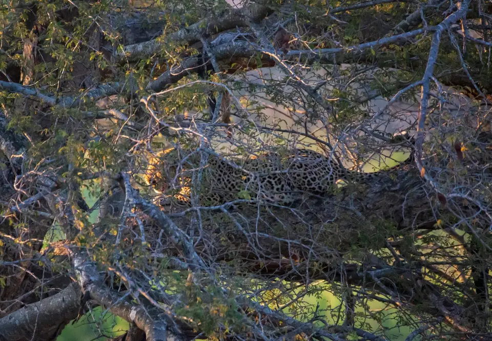 Südafrika_KrugerNP_1293.jpg