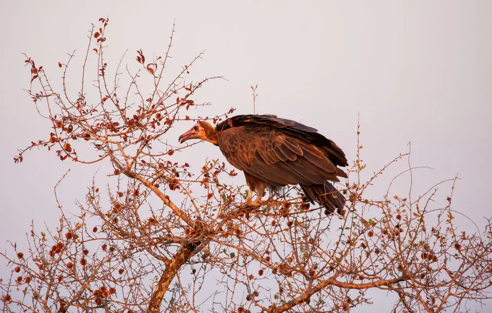 Südafrika_KrugerNP_1297.jpg