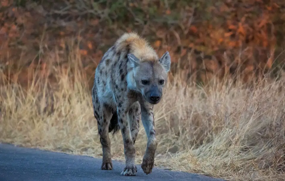 Südafrika_KrugerNP_1303.jpg